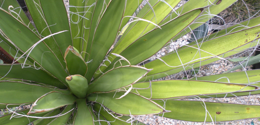 Hairy Yucca